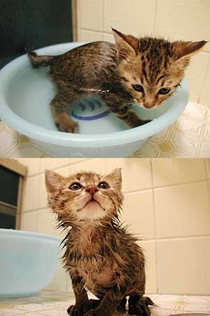 お風呂好き水浴びかわいい こねこいぬ子猫子犬待ち受け画像