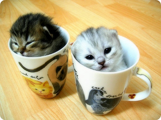 マグカップに入っちゃった子猫(かわいい画像)