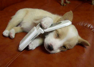 携帯電話しながら寝ちゃった子犬 かわいい画像