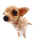 チワワ小型犬かわいい画像