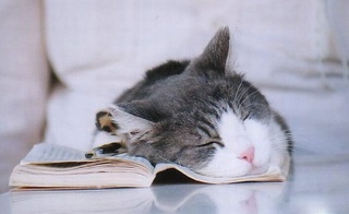 本を読んでる途中で寝ちゃった猫