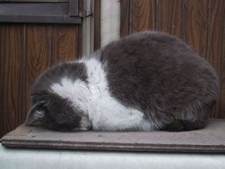 コンパクト！お辞儀寝するネコ(おもしろ画像)