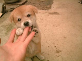 指をぺろぺろ子犬 かわいい画像