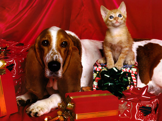 プレゼントいっぱいの中の犬と子猫