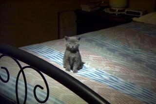 ベッドにチョコンと座ってこっちを見ている子猫(かわいい画像)