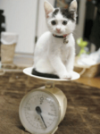 かわいい子猫の体重測定待ち受け画像