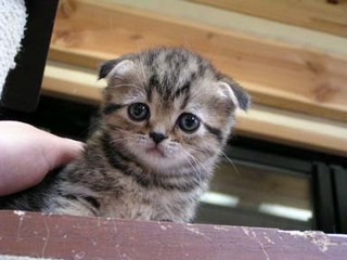 タレ目タレ眉垂れ耳の子猫(かわいい画像)