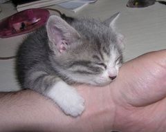 腕の上で寝ちゃう子猫 かわいい画像